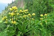 81 Genziana maggiore (Gentiana lutea)